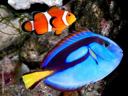カクレクマノミとナンヨウハギ Stock 写真 Adobe Stock カクレクマノミとナンヨウハギ Stock 写真 Adobe Stock