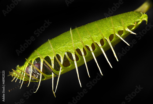 venus flytrap - dionaea muscipula
