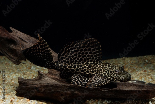 セイルフィンプレコ