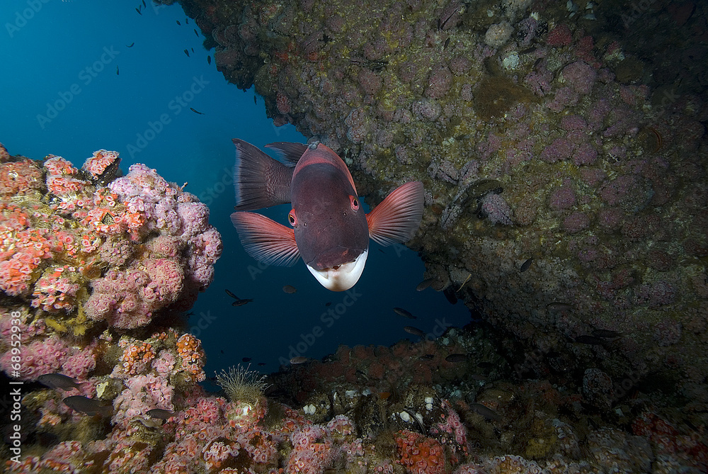 Fototapeta premium Sheephead fish at California reef