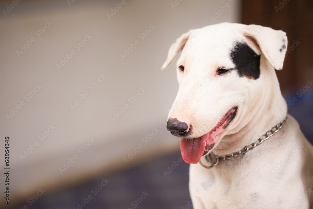 bull-terrier. bull-terrier.