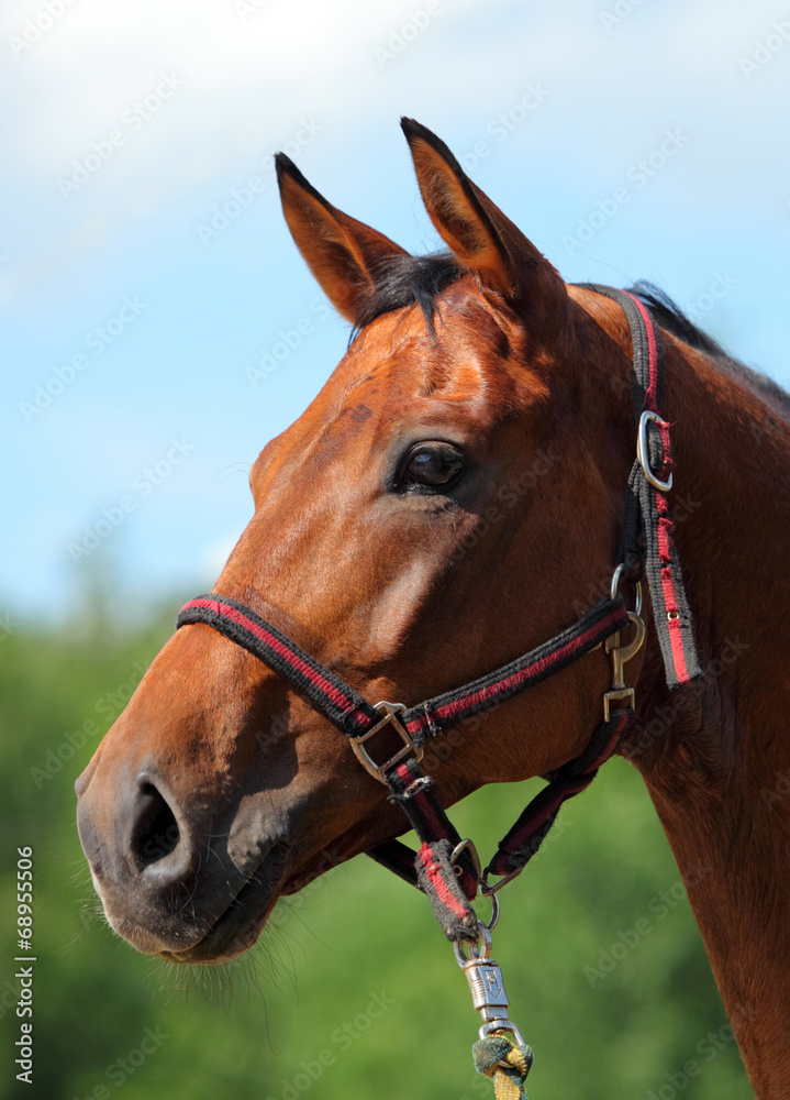 Obraz premium Head of brown horse