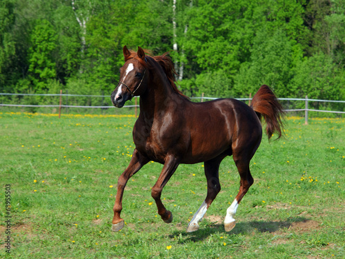 Galloping pure-bred Arabian horse #68955503