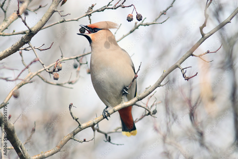 Waxwing on branches without leaves