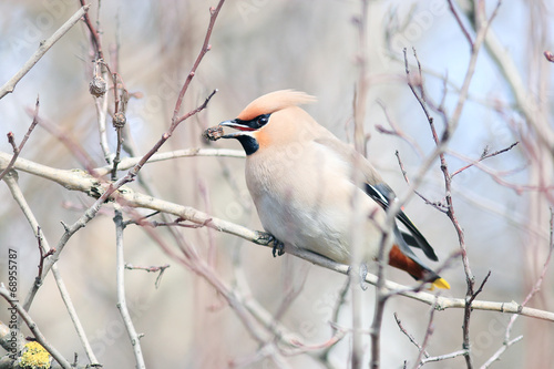 Waxwing on branches without leaves