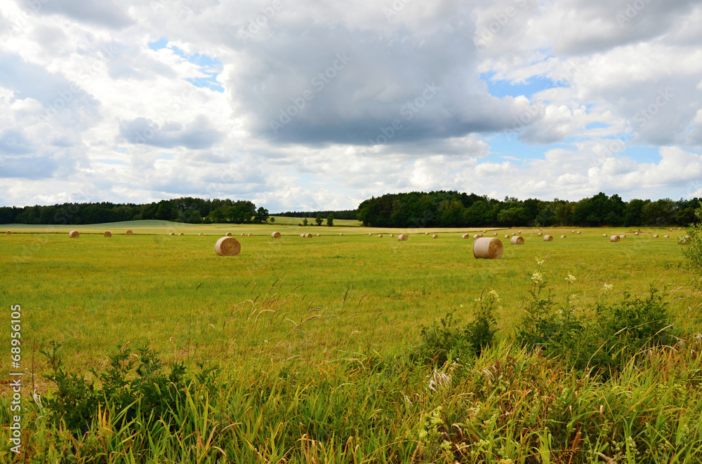Green meadow in summer