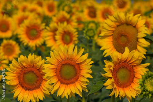 beautiful closeup sunflowers © Yuriy Kulik