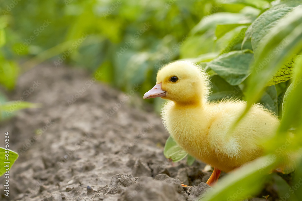 Baby duck in the garden Baby duck in the garden