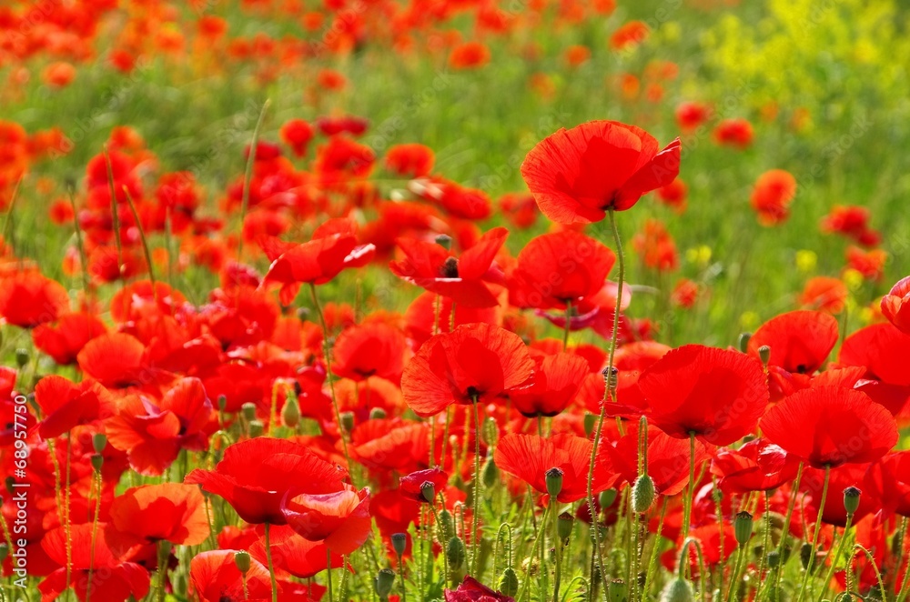 Fototapeta premium Mak kukurydziany 55