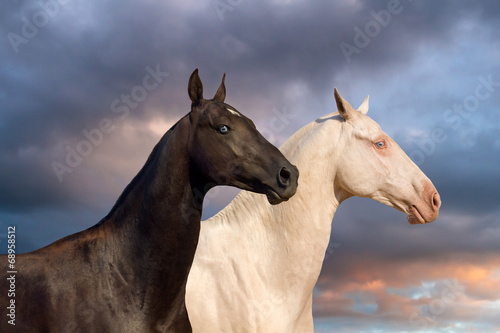Fototapeta Naklejka Na Ścianę i Meble -  Two akhal-teke horse portrait