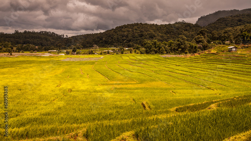 rice fields on terraced-green terraced rice fields.