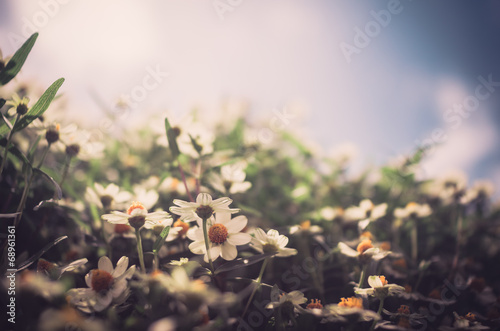 Zinnia angustifolia flowers vintage