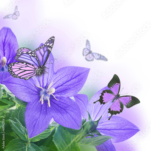 Fototapeta Naklejka Na Ścianę i Meble -  Bouquet of bells and butterfly, floral background