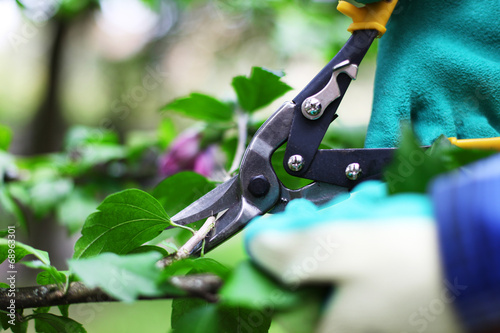 Gartenschere in Aktion