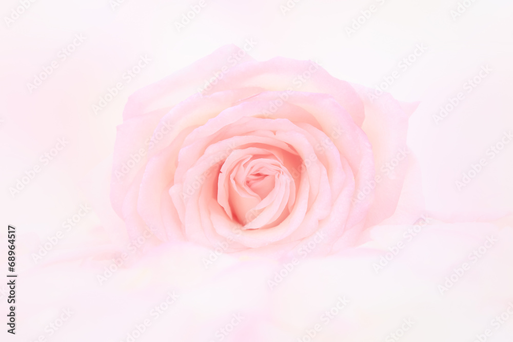 Petals of  rose - obrazy, fototapety, plakaty 