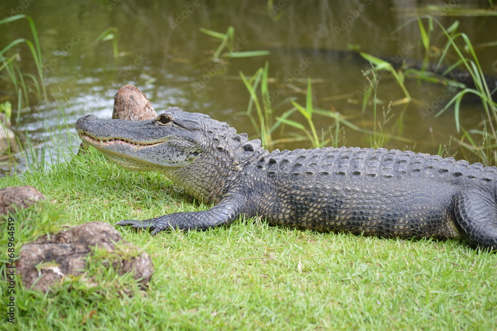 Alligator on grass near swamps Alligator on grass near swamps