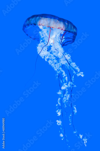 Pacific sea nettle (Chrysaora fuscescens) #68964980
