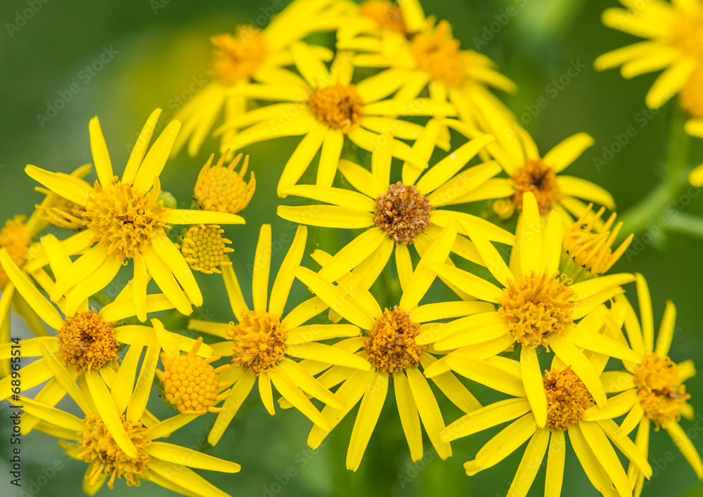 Ragwort Ragwort