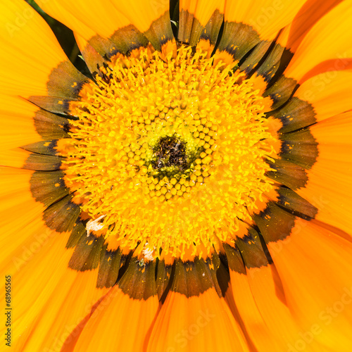 Gazania