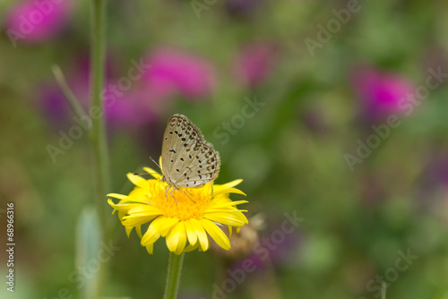 Beautiful Butterfly in the flower © tutul_1410