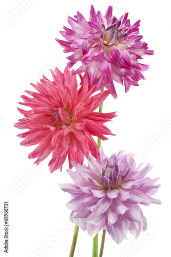 Fototapeta Naklejka Na Ścianę i Meble -  dahlia