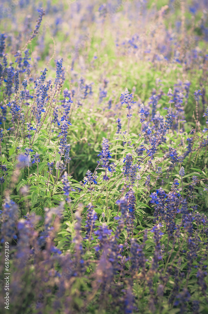 Fototapeta premium Wild little flower vintage