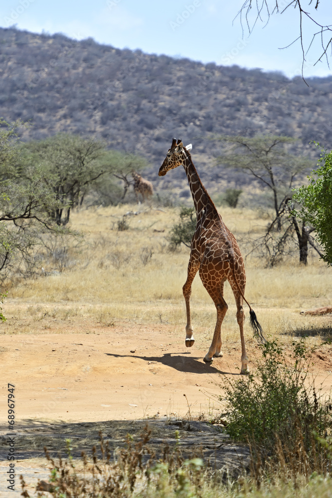 Obraz premium African Giraffes