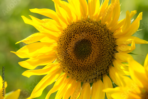 Sunflower in a field