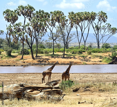 Canvas Print Giraffes