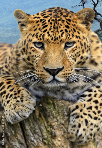 Obraz na płótnie Leopard w salonie