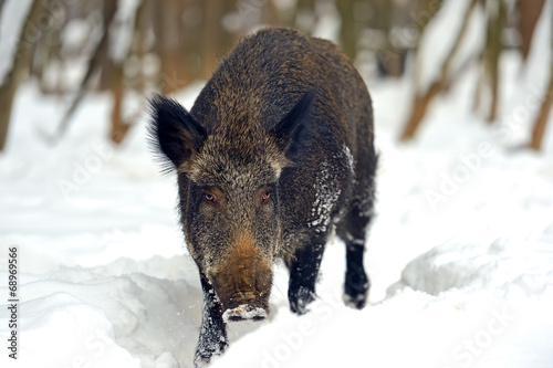 Wild boar © kyslynskyy