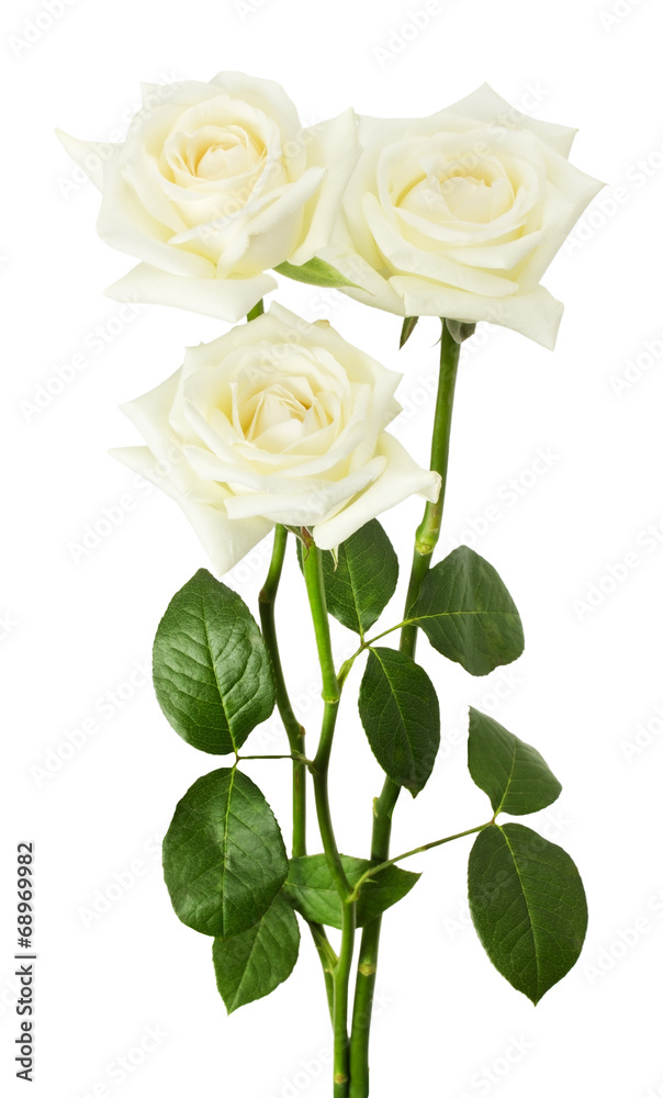 Obraz premium white roses isolated on the white background