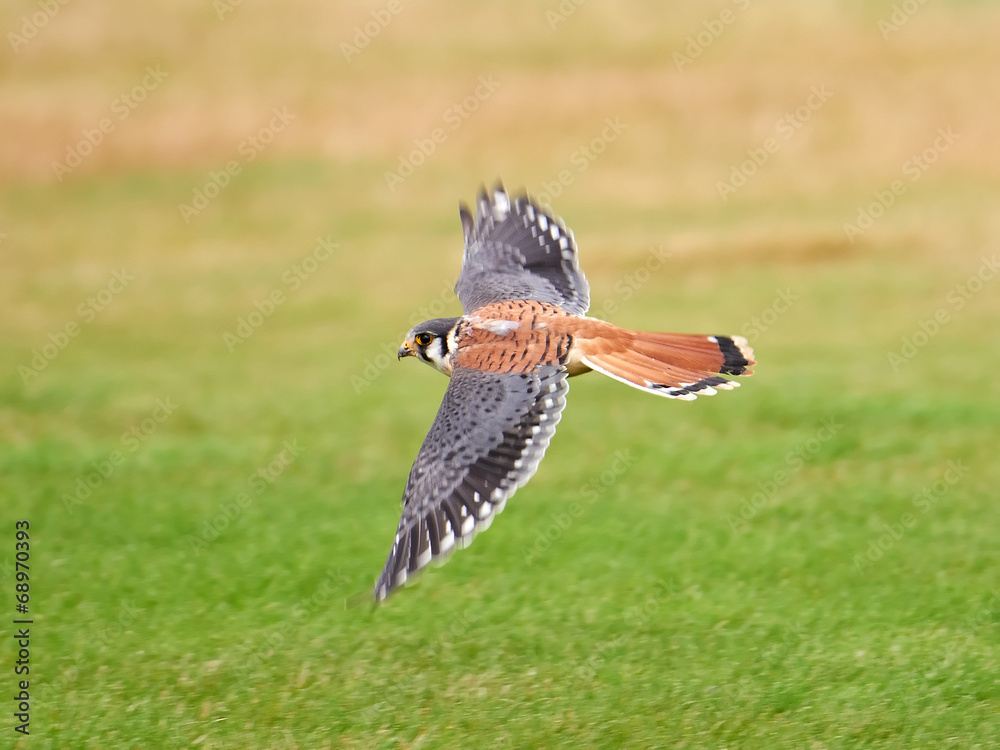American kestrel (Falco sparverius) American kestrel (Falco sparverius)