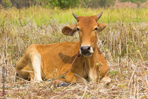 brown cow lying down on dry grass in sunshine © a3701027