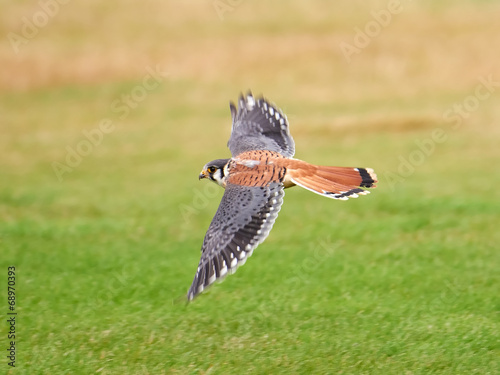 Foto American kestrel (Falco sparverius)