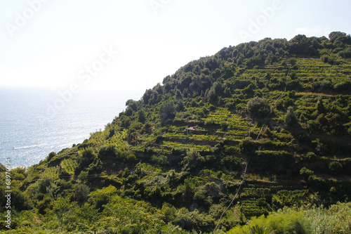 Vineyards at Italy