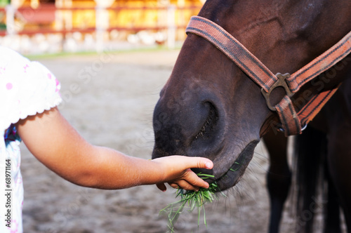 Feeding horse