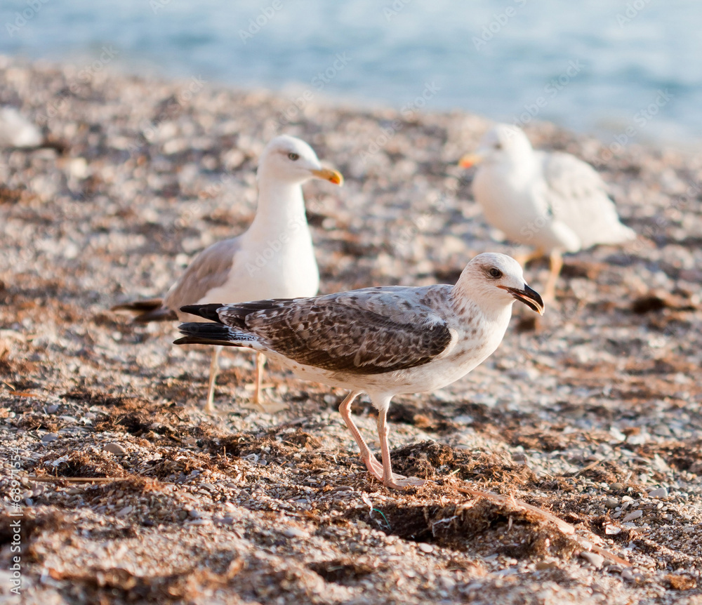 Fototapeta premium seagulls on the beach