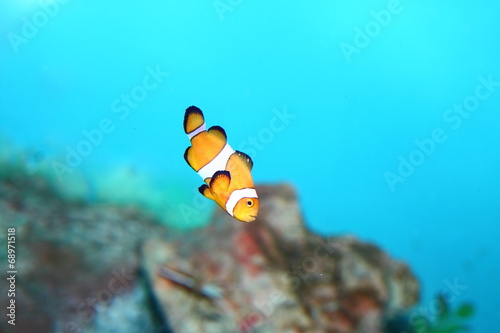 Clown fish. Little orange fish in blue water aquarium. Amphiprion percula ocellaris. 