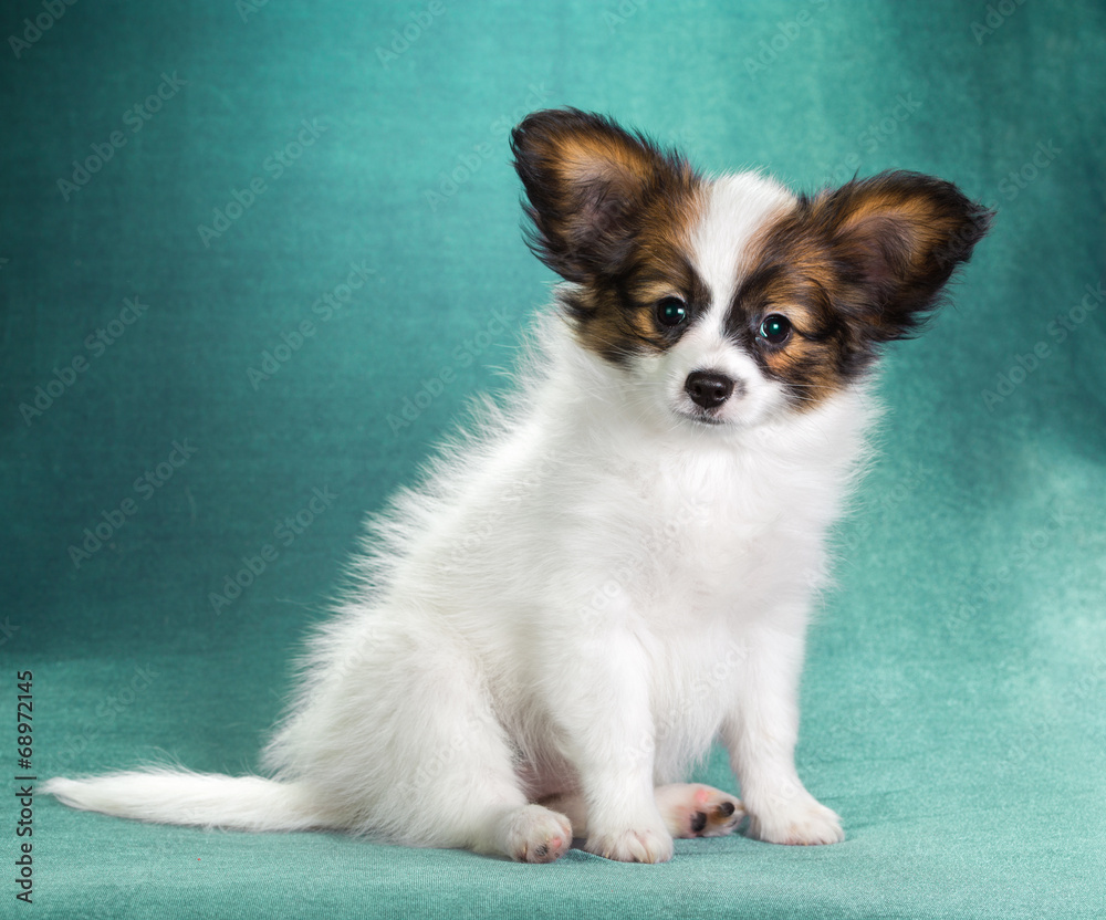 Puppy Papillon