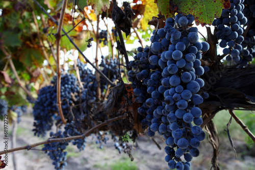 Foto vineyard cabernet sauvignon
