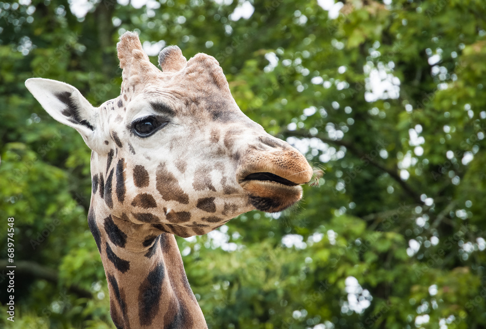 Naklejka premium Giraffe