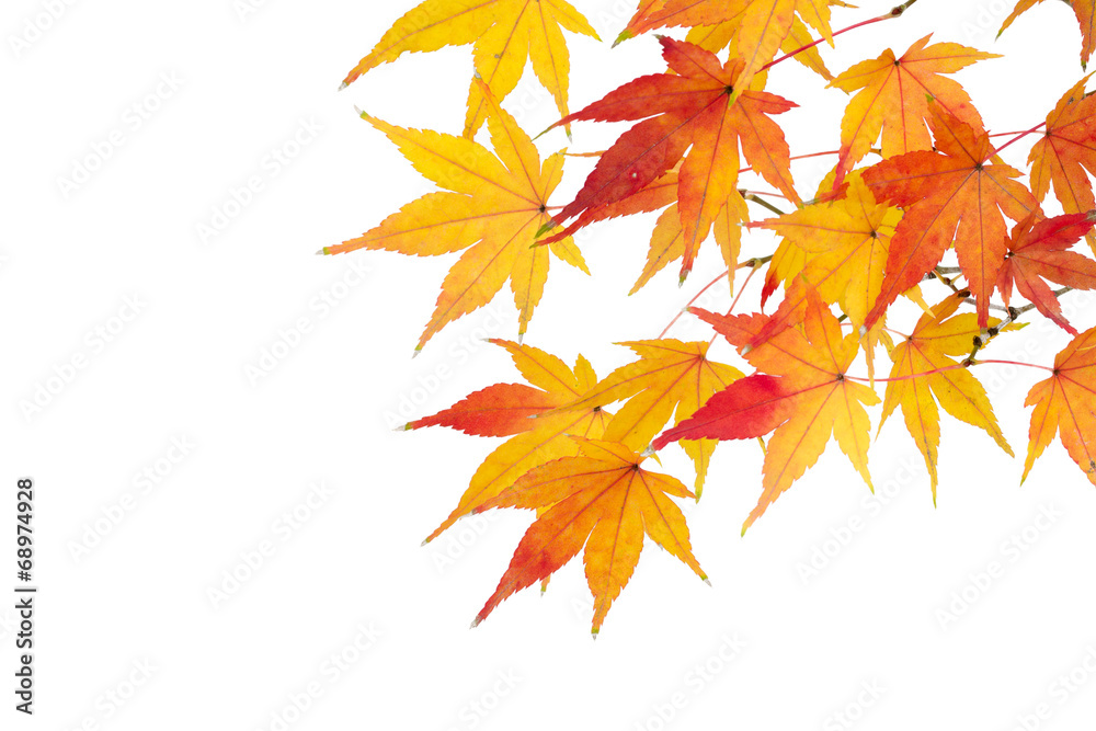 Japanischer Ahorn vor weißem Hintergrund