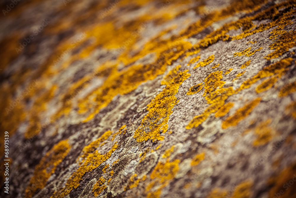 Lichen Lichen