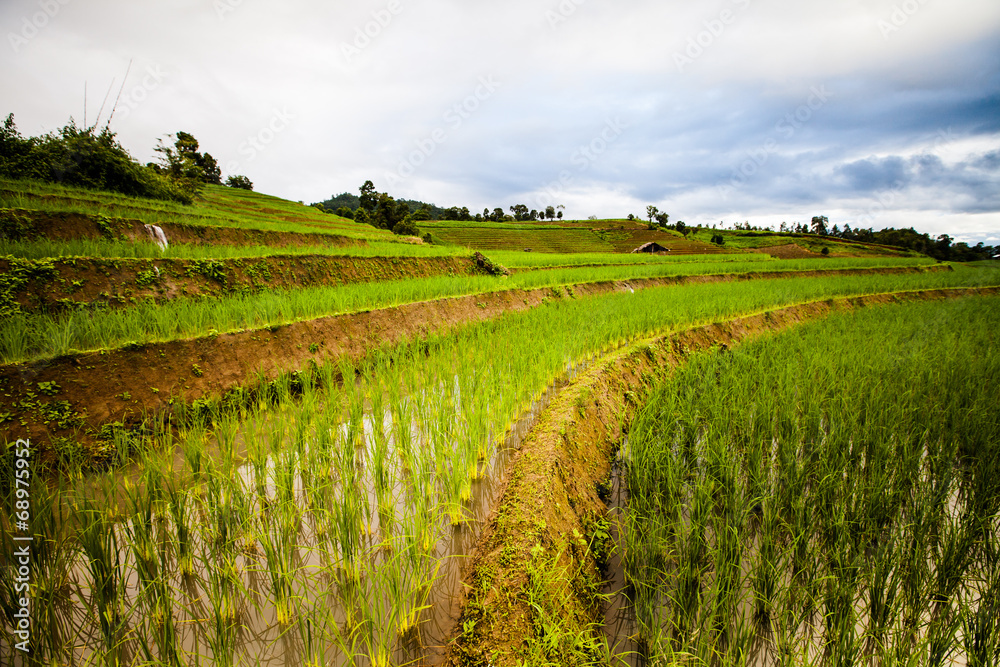Rice fields on terraced of Pa Pong Piang ,Mae Jam, Chiang Mai ,T