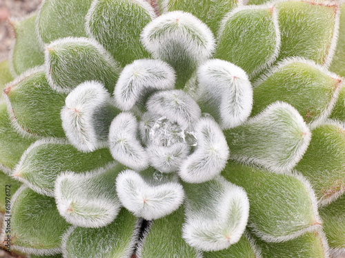 Echeveria Pulvinata photo