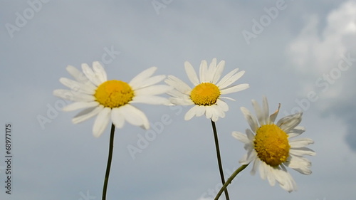 chamomile aka camomile aka chamomel flowers on the wind, meadow flowers on blue sky with clouds in sunny day, summer breeze, environment diversity