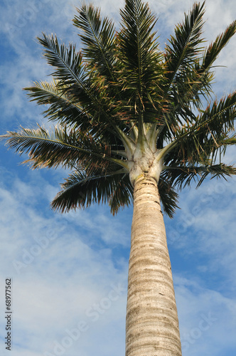 Tall palm tree with smooth trunk surface