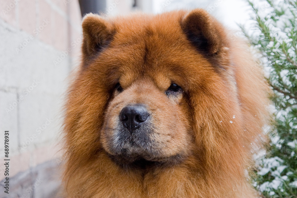 dog chow chow