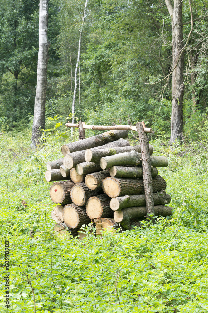 Bunch of felled trees waiting to be driven away from forest. Bunch of felled trees waiting to be driven away from forest.